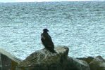 PICTURES/Grand Marais & a Lutsen Wedding/t_Eagle - Wet1.JPG